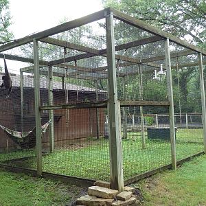 White-Handed Gibbon Exhibit