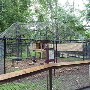 Eurasian Black Vulture Exhibit