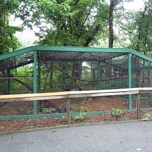 White-Nosed Coati Exhibit