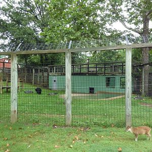 Reeve's Muntjac Exhibit (foreground) + Asiatic Black Bear Exhibit (backgrou