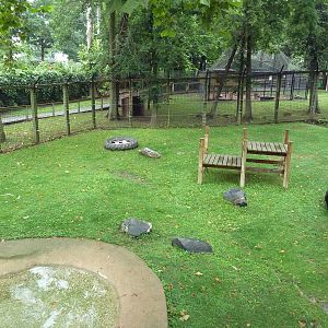 Asiatic Black Bear Exhibit