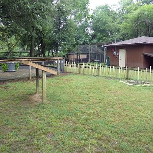 Asian Brown Tortoise Exhibit