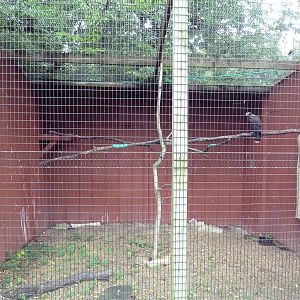 Western Harris's Hawk Aviary