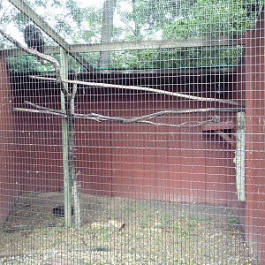 Turkey Vulture Aviary