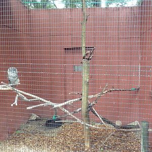 Barred Owl Aviary