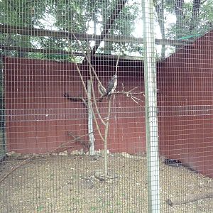 Red-Tailed Hawk Aviary