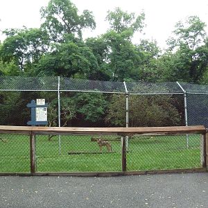 Red Wolf Exhibit