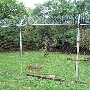 Red Wolf Exhibit