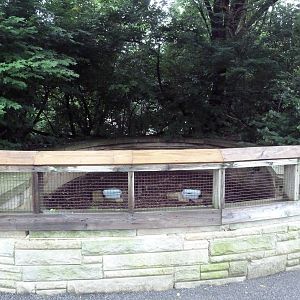 Ornate Box Turtle/Eastern Box Turtle Exhibit