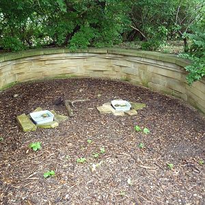 Ornate Box Turtle/Eastern Box Turtle Exhibit