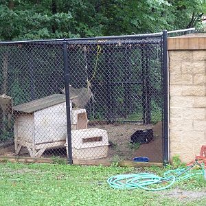 Bobcat Exhibit - Holding Yard