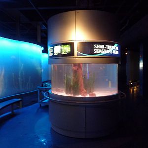 Semi-Tropical Seagrass Beds Exhibit