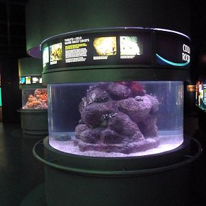 Cold Water Rocky Coast Exhibit