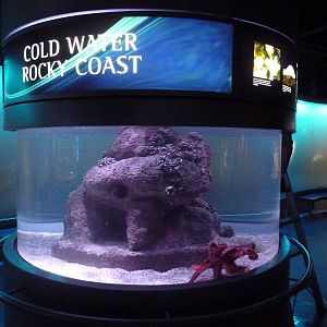 Cold Water Rocky Coast Exhibit