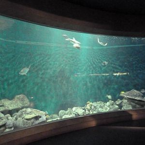 Rivers to the Sea Exhibit