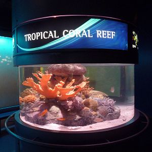 Tropical Coral Reef Exhibit