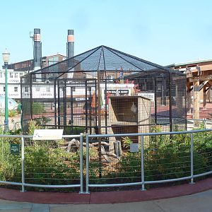 Red-Tailed Hawk Exhibit