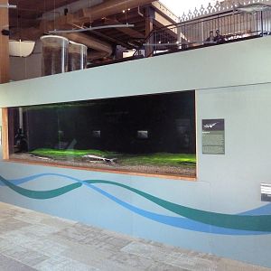 Paddlefish Exhibit
