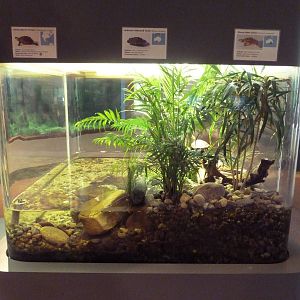 Turtle Tank