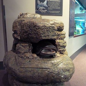 Interactive Catfish Display (it moves!)