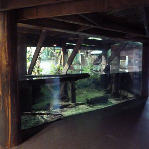 Bayou - American Alligator + Alligator Snapping Turtle Exhibits