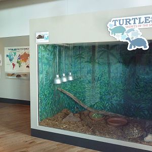 Turtles - Temporary Exhibit Gallery (74 Species)