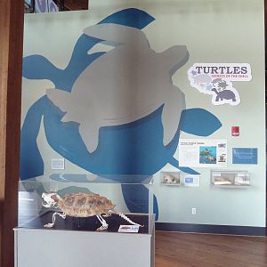 Turtles - Temporary Exhibit Gallery (74 Species)