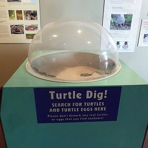 Turtles - Temporary Exhibit Gallery (74 Species)