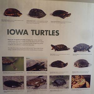 Turtles - Temporary Exhibit Gallery (74 Species)