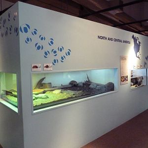 Turtles - Temporary Exhibit Gallery (74 Species)