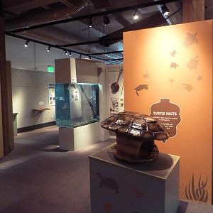 Turtles - Temporary Exhibit Gallery (74 Species)
