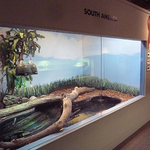 Turtles - Temporary Exhibit Gallery (74 Species)