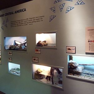 Turtles - Temporary Exhibit Gallery (74 Species)