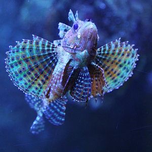 Fuzzy Dwarf Lionfish (Dendrochirus brachypterus)