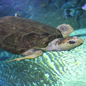 Loggerhead turtle (Caretta caretta)