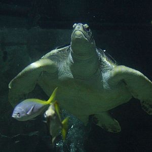 Green Sea Turtle (Chelonia mydas)