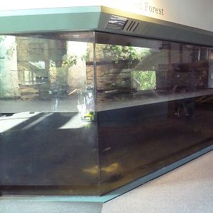 Beaver Exhibit (with lots of glare)