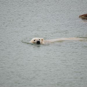 Polar Bear at Yorkshire WP, 25/08/14