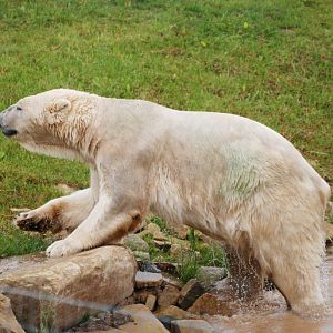 Polar Bear at Yorkshire WP, 25/08/14
