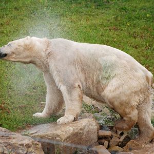Polar Bear at Yorkshire WP, 25/08/14