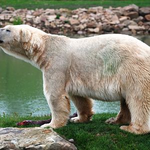 Polar Bear at Yorkshire WP, 25/08/14
