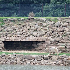 Polar Bear with Cave at Yorkshire WP, 25/08/14