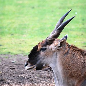 Common Eland Bull at Yorkshire WP, 25/08/14