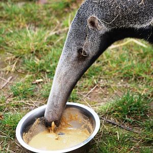 Anteater Lunch at Yorkshire WP, 25/08/14