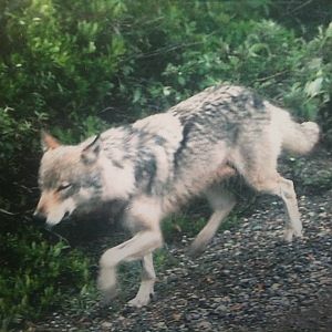 Grey Wolf - Alaska