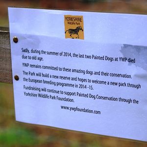 African Wild Dog Update at Yorkshire WP, 25/08/14