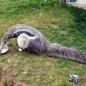 Anteater Lunch at Yorkshire WP, 25/08/14