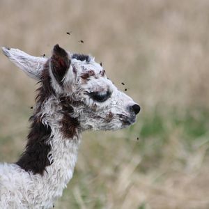 The flies are a nuisance, 24th August 2014