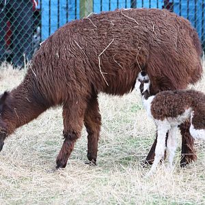 Suckling well, 24th August 2014