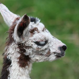 Close-up of the new born, 24th August 2014